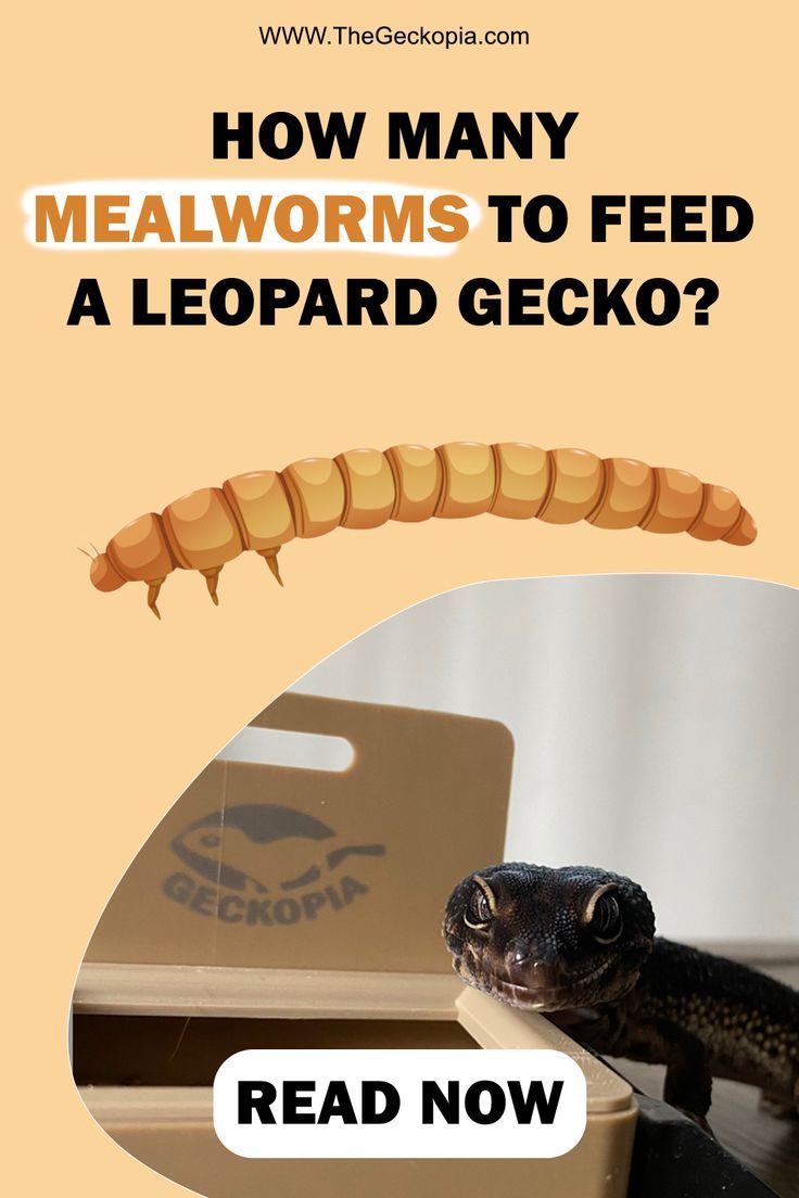 Leopard Gecko
Mealworm
Reptile feeders
Leopard Gecko dish
Reptile Dish
Reptile food
Dubia
Superworm
Cricket Leopard Gecko Enrichment, Cute Leopard Gecko Tank Ideas, Leopard Gecko Habitat Ideas, Leopard Gecko Terrarium Ideas, Leopard Gecko Diet, Leopard Gecko Cage, Gecko Cage, Leopard Gecko Cute, Leopard Gecko Tank