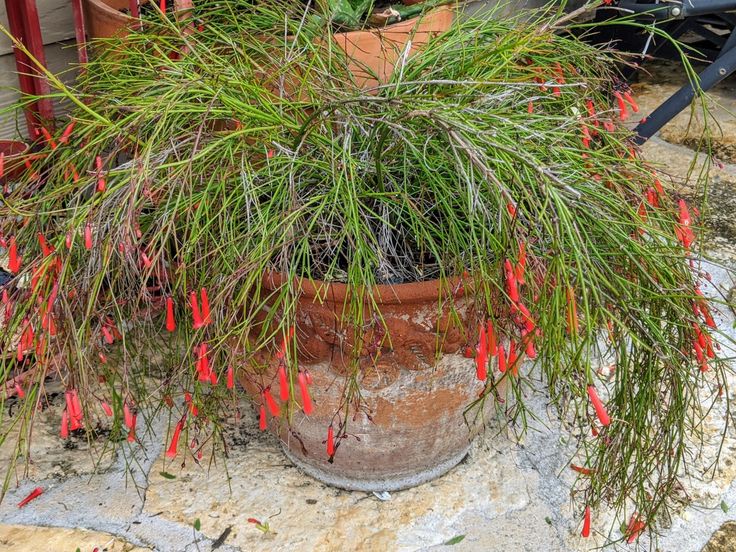 a potted plant with red flowers in it