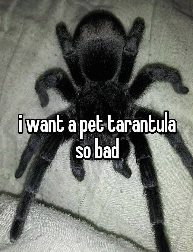 a black spider with the words i want a pet tarantula so bad