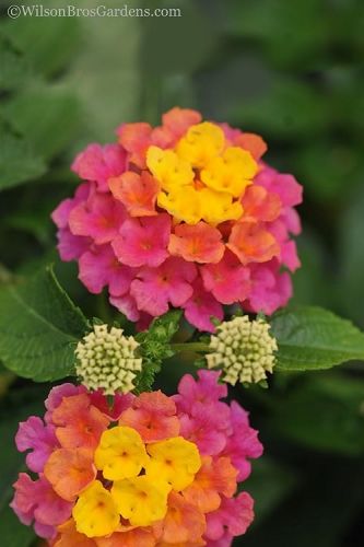 three different colored flowers with green leaves in the backgrounge and pink, orange, yellow, and white blooms