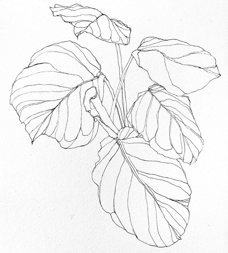 a drawing of a plant with large leaves