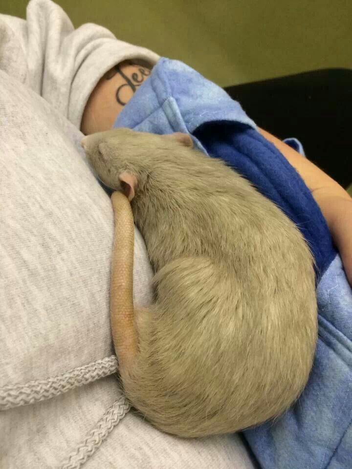 a baby rat is curled up on top of someone's arm and wrapped in a blanket