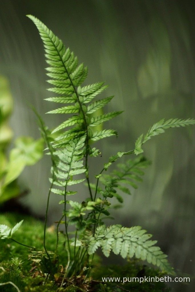 a plant with green leaves growing out of it