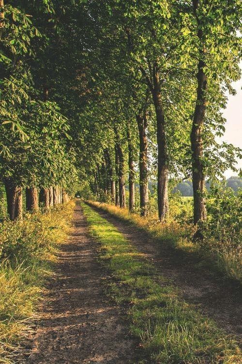 a dirt road surrounded by trees and grass