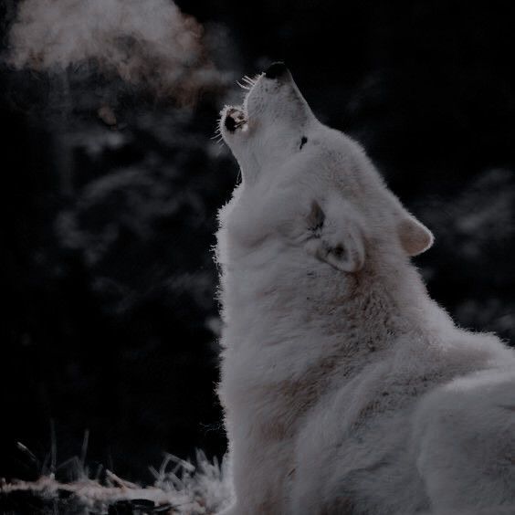 Werewolf Aesthetic, Medieval Aesthetic, Maggie Stiefvater, Dragon Warrior, House Stark, Wolf Pictures, Bride Book, White Wolf, Wolf Dog