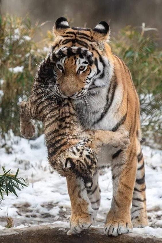 two tiger cubs playing in the snow with each other's paw on their hind legs