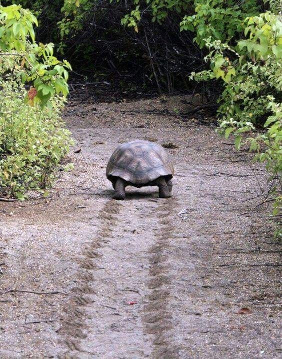 a tortoise walking down a dirt road with a quote on the back ground