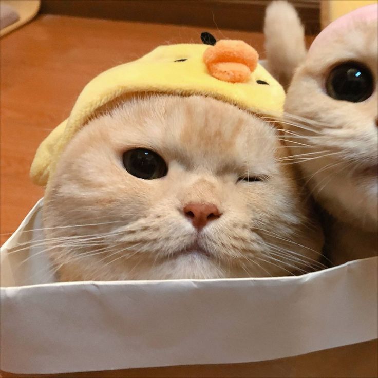 two white cats wearing winnie the pooh hats