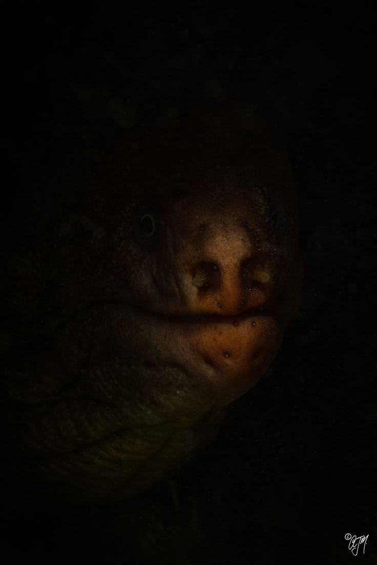 a close up of a fish in the dark with it's eyes wide open