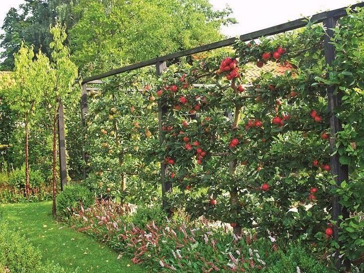 an apple tree is growing on the side of a fence in front of some flowers