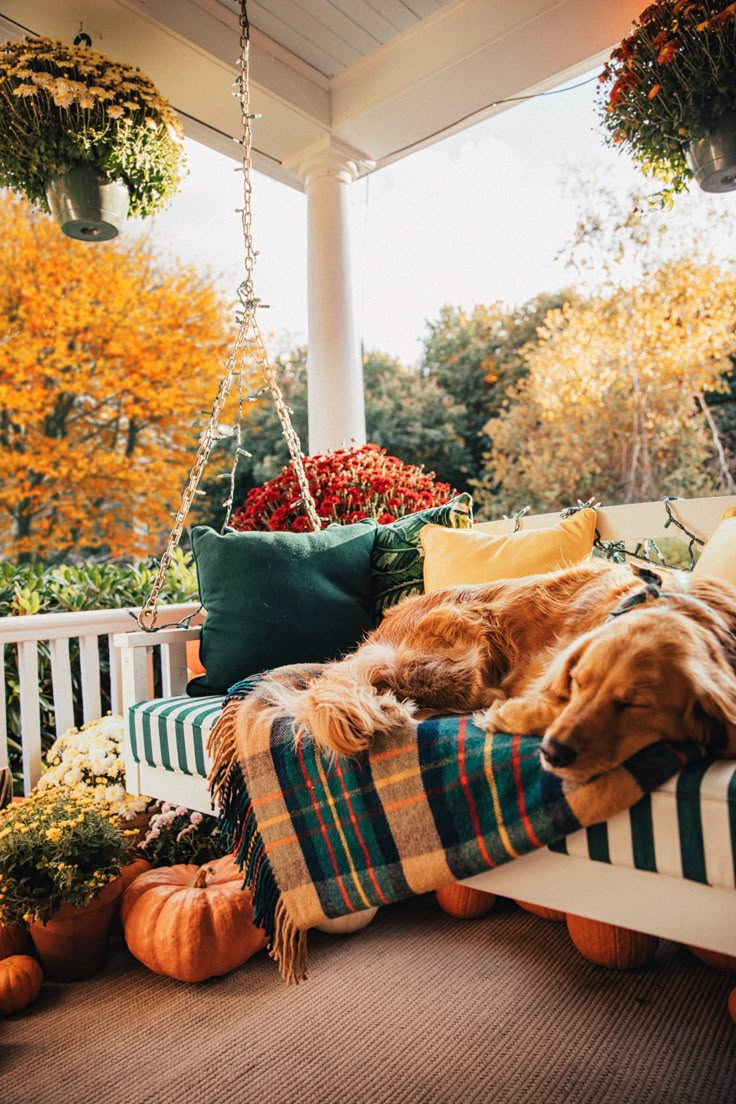 a dog laying on a porch swing with fall foliage in the backgroung