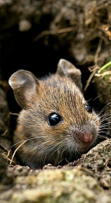 a small brown mouse is poking its head out of the hole in the ground with grass