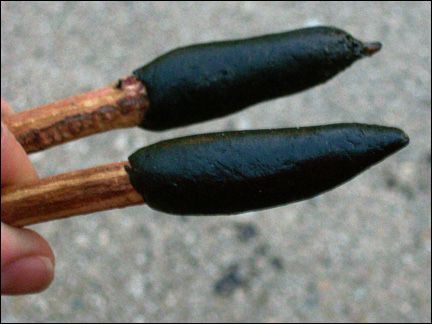 two small black and brown objects held in one hand with wood tips on the other