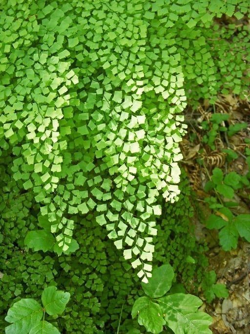 a green plant with lots of leaves growing on it's side in the woods