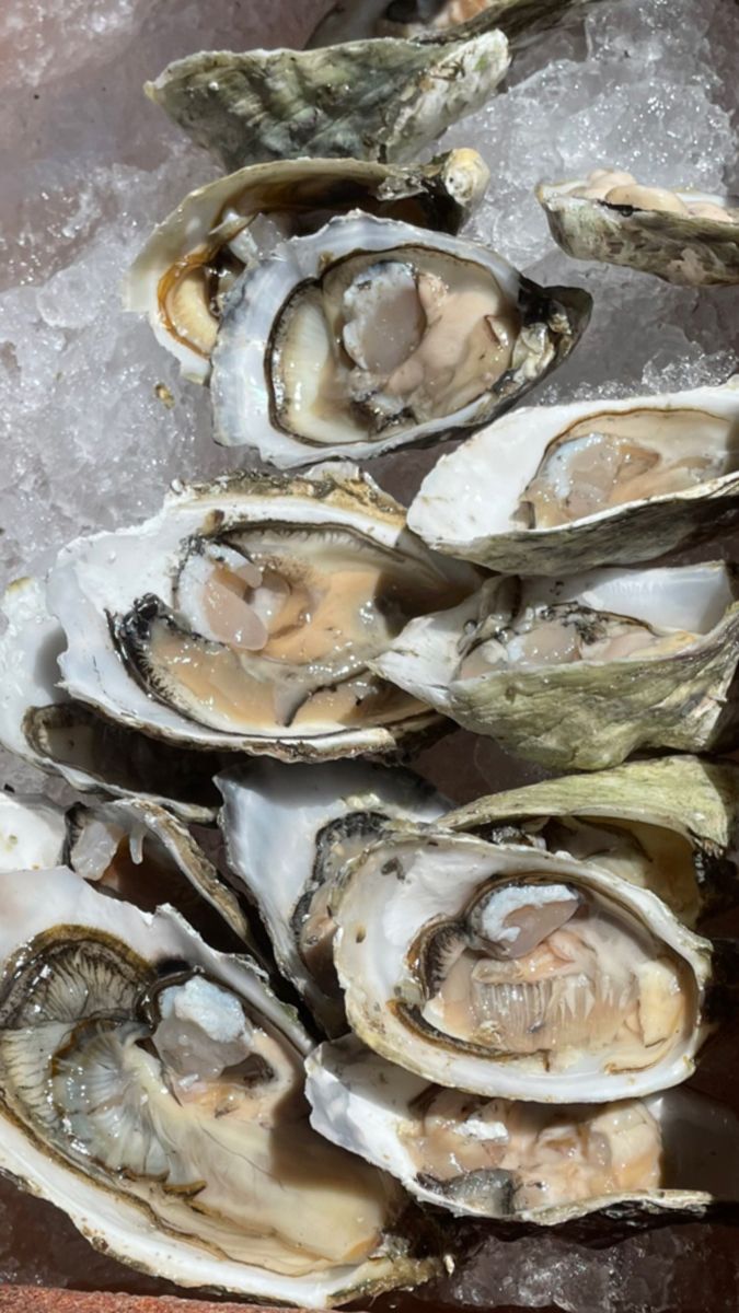 several oysters are sitting on ice and ready to be eaten