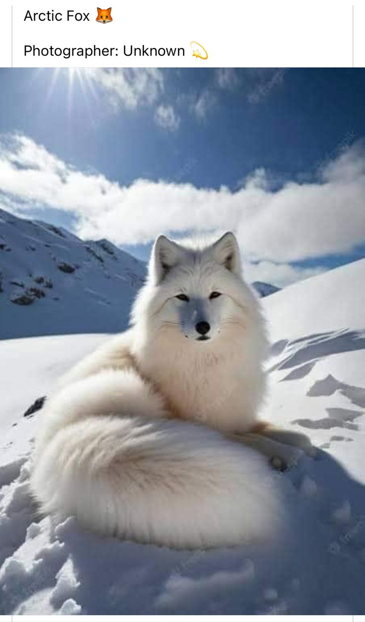 an arctic fox is sitting in the snow