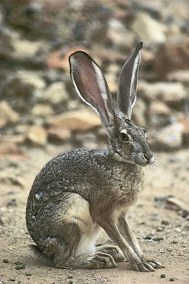 a small rabbit sitting on top of a dirt field