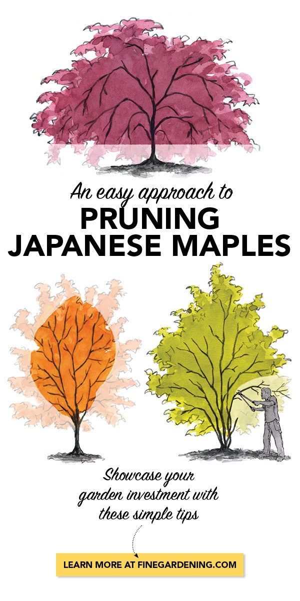 an easy approach to pruning japanese maples