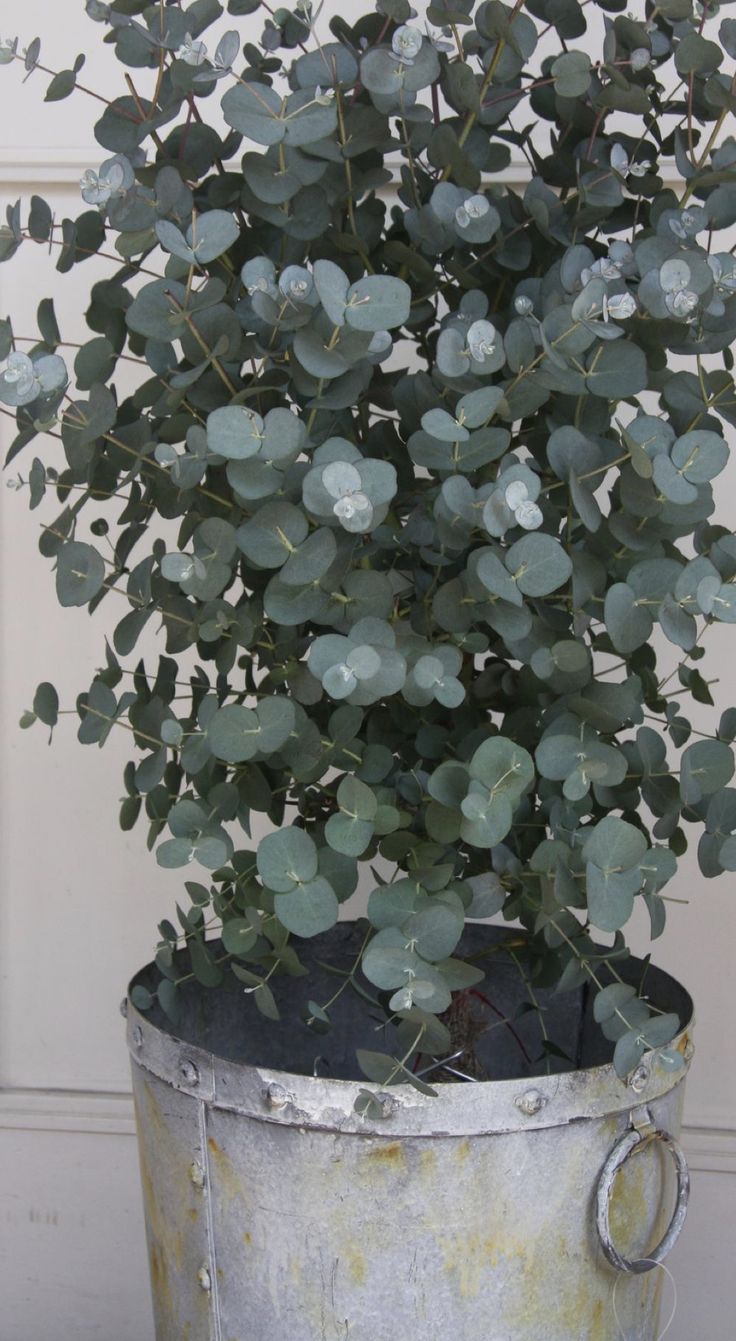 a potted plant in front of a door