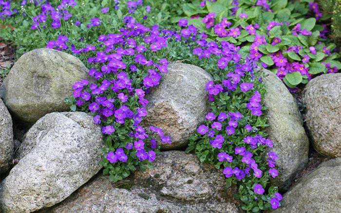 purple flowers growing out of between two large rocks