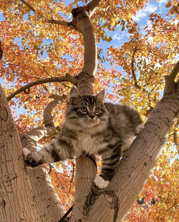 a cat sitting on top of a tree branch in the middle of an autumn day