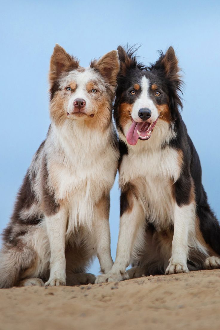 two dogs sitting next to each other on top of a sandy beach with blue sky in the background