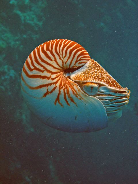 an orange and white striped fish floating in the ocean water with its head turned to the side