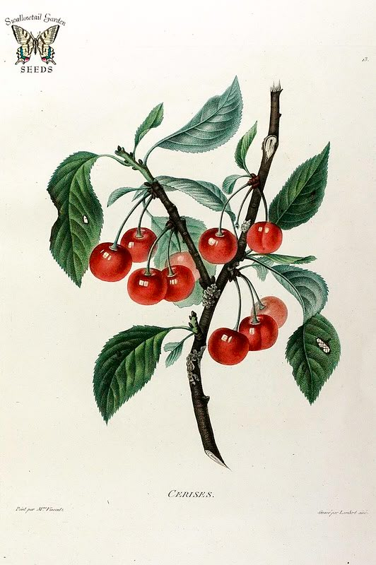 an illustration of cherries on a branch with leaves