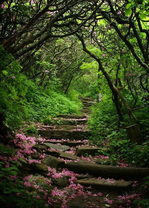 a path in the middle of a lush green forest with pink flowers growing on it