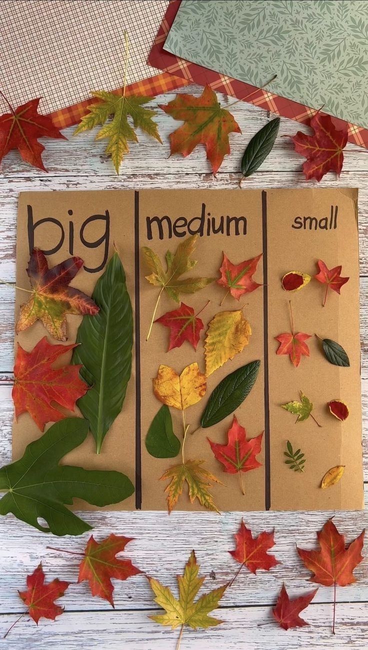 three leaf cards with the words big, medium and small written on them next to some autumn leaves