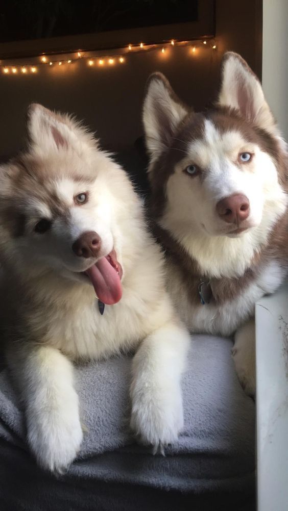 Dog Breeds That Get Along With Huskies | Dog Facts | Siberian Husky Aesthetic | Siberian Huskies Puppy Aesthetic Cute Husky Puppies, Husky Puppies, Cute Dogs Images, Cute Husky, Cute Animals Puppies, Very Cute Dogs, Really Cute Dogs, Pretty Dogs, Dream Dog