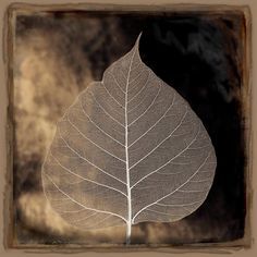 a single leaf is shown in this artistic photo