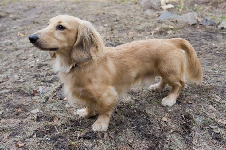 a brown and white dog standing on top of a dirt field next to a forest