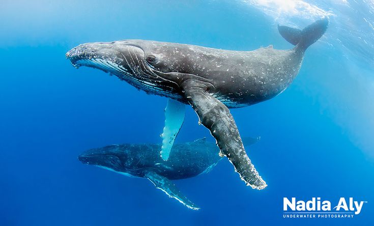 two humpback whales swimming in the ocean