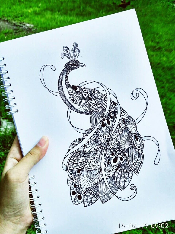 a hand holding a notebook with a drawing of a peacock on it