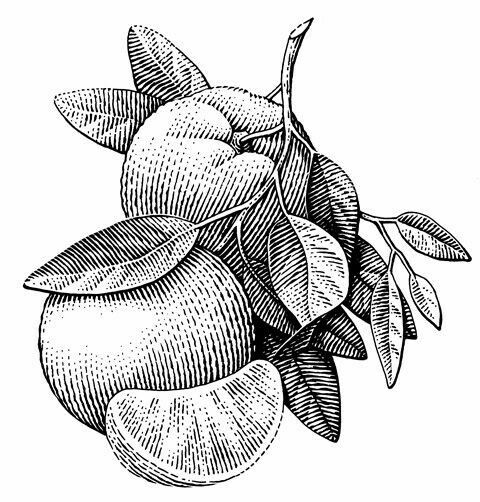 an orange with leaves on it is drawn in black and white, vintage line drawing or engraving