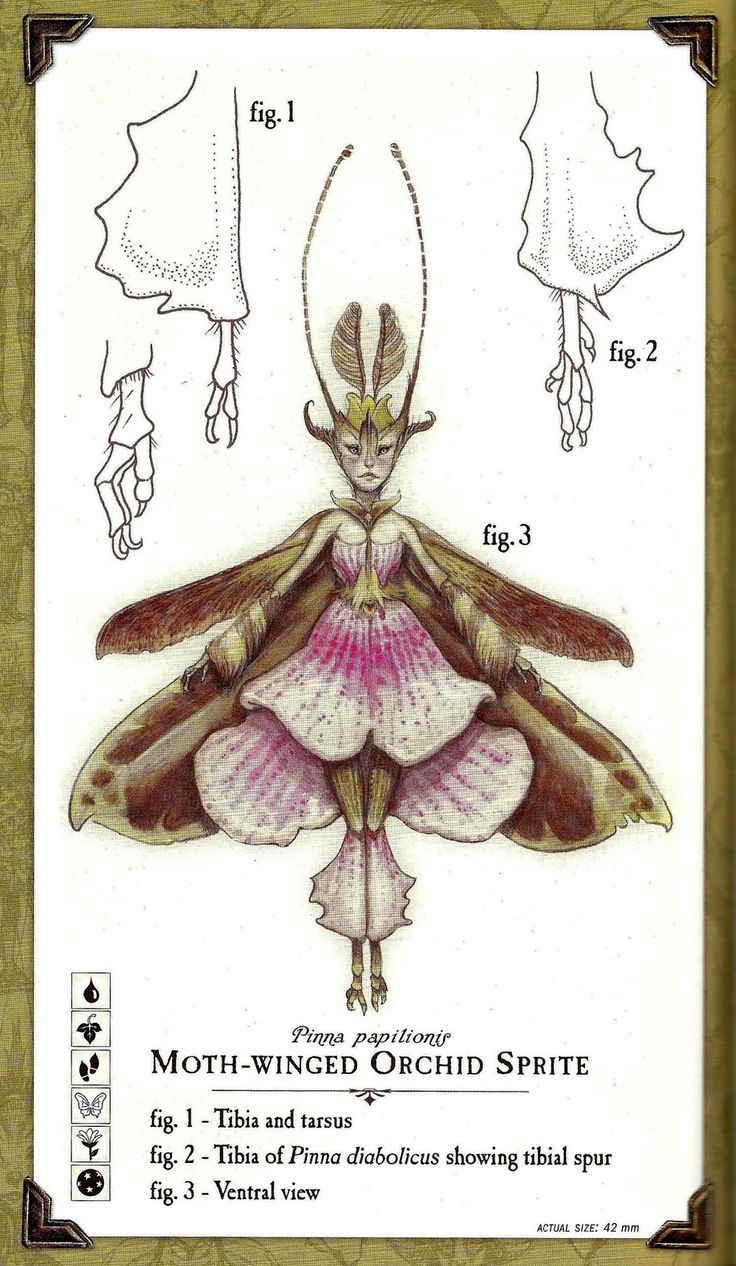 a drawing of a moth with different wings