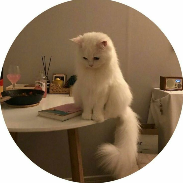 a white cat sitting on top of a table