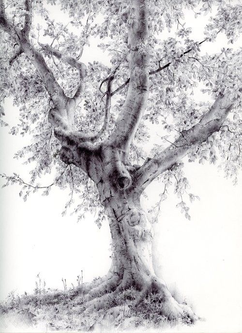 a drawing of a tree with lots of leaves on it's trunk and branches