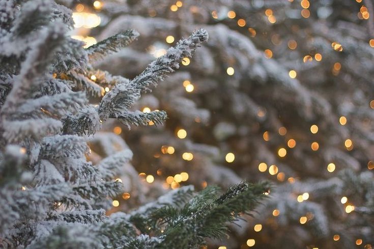 christmas lights are hanging from the branches of a tree in front of snow covered trees