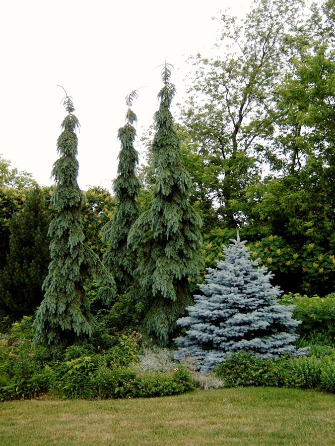 three blue trees in the middle of a grassy area