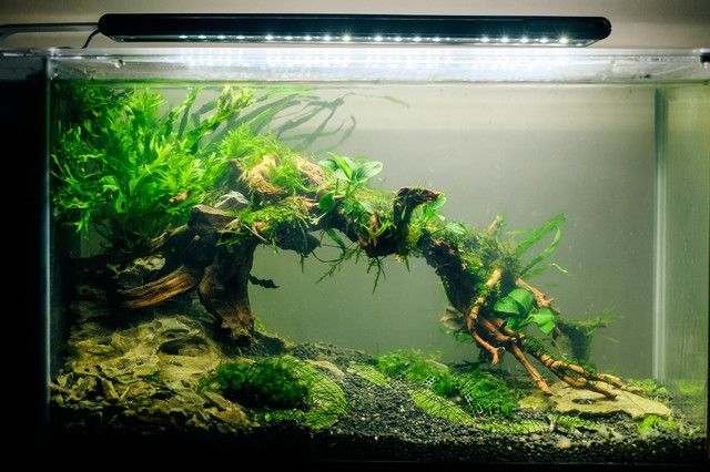 an aquarium filled with green plants and rocks on top of the water's surface