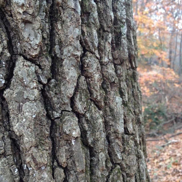 the bark of an old tree is brown in color