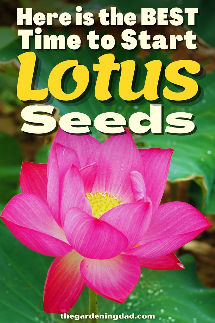 a pink lotus flower with the words here is the best time to start lotus seeds