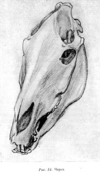 an ink drawing of a horse's head