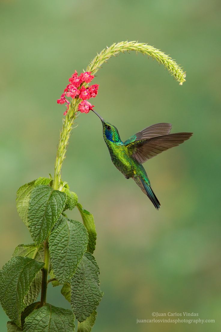 a hummingbird flying over a pink flower with the words feliz in spanish