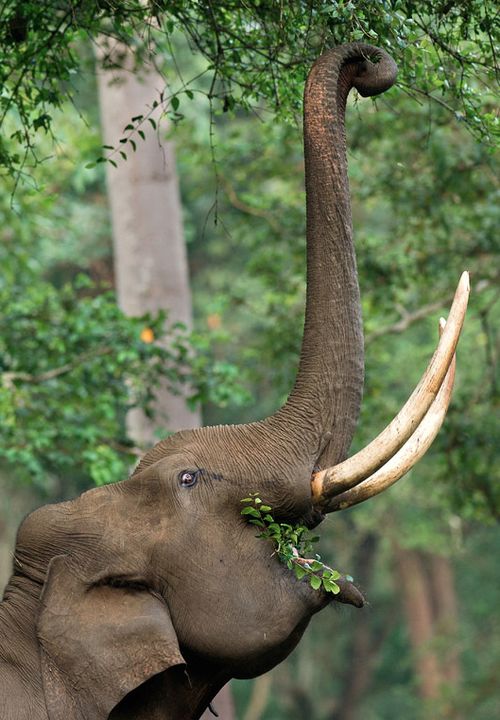 an elephant with tusks reaching up to eat leaves from a tree in the forest