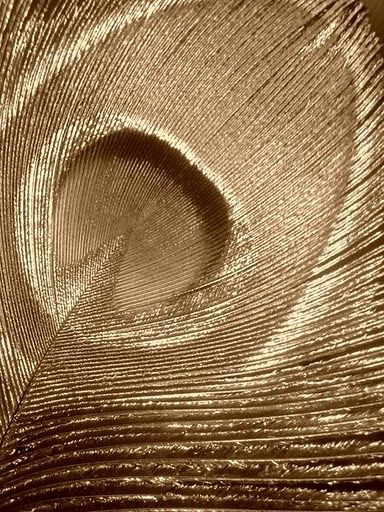 a close up view of a gold colored peacock feather