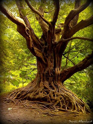 an old tree in the middle of a forest with lots of roots growing out of it