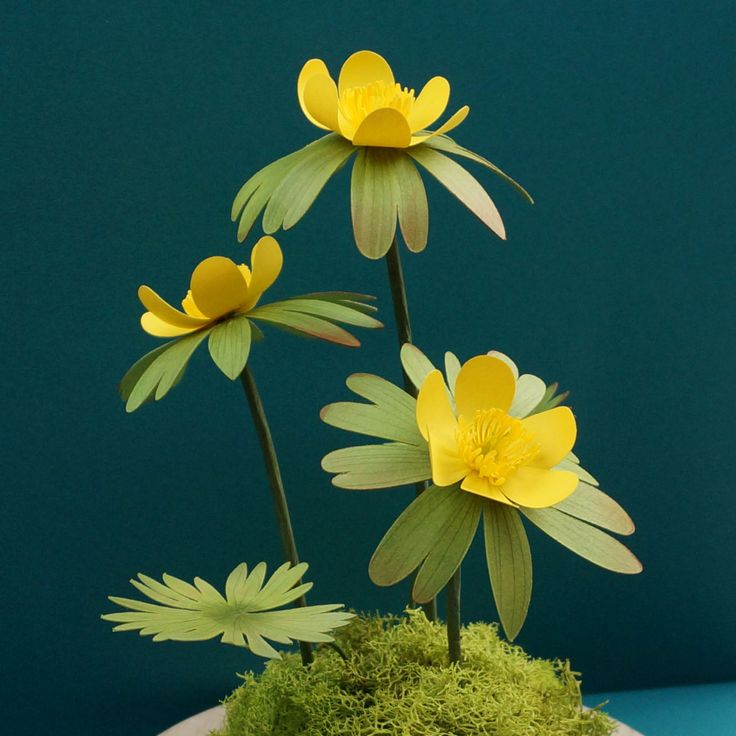 three yellow flowers are sitting on top of some green moss in a white bowl with blue background